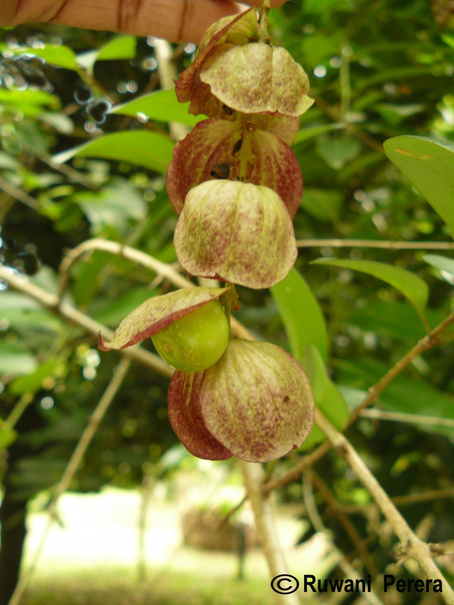 Gmelina philippensis Cham.